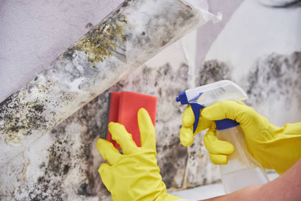 Reliable Warsaw, KY Mold Removal Solutions